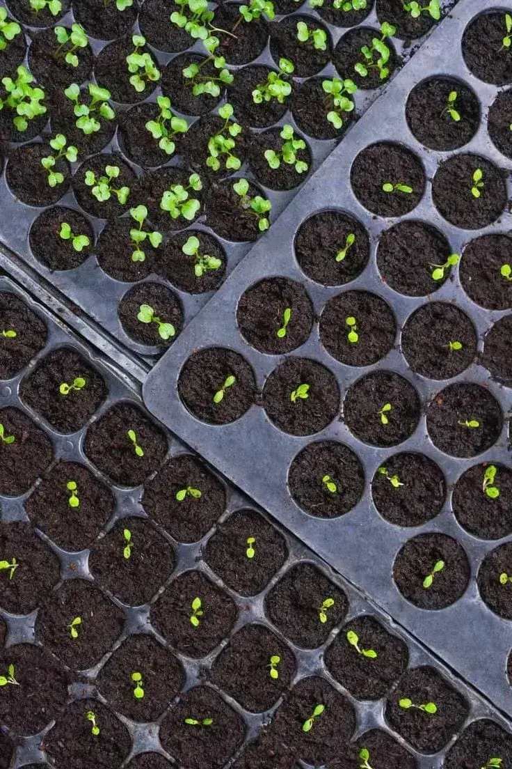 Seedling Production Units