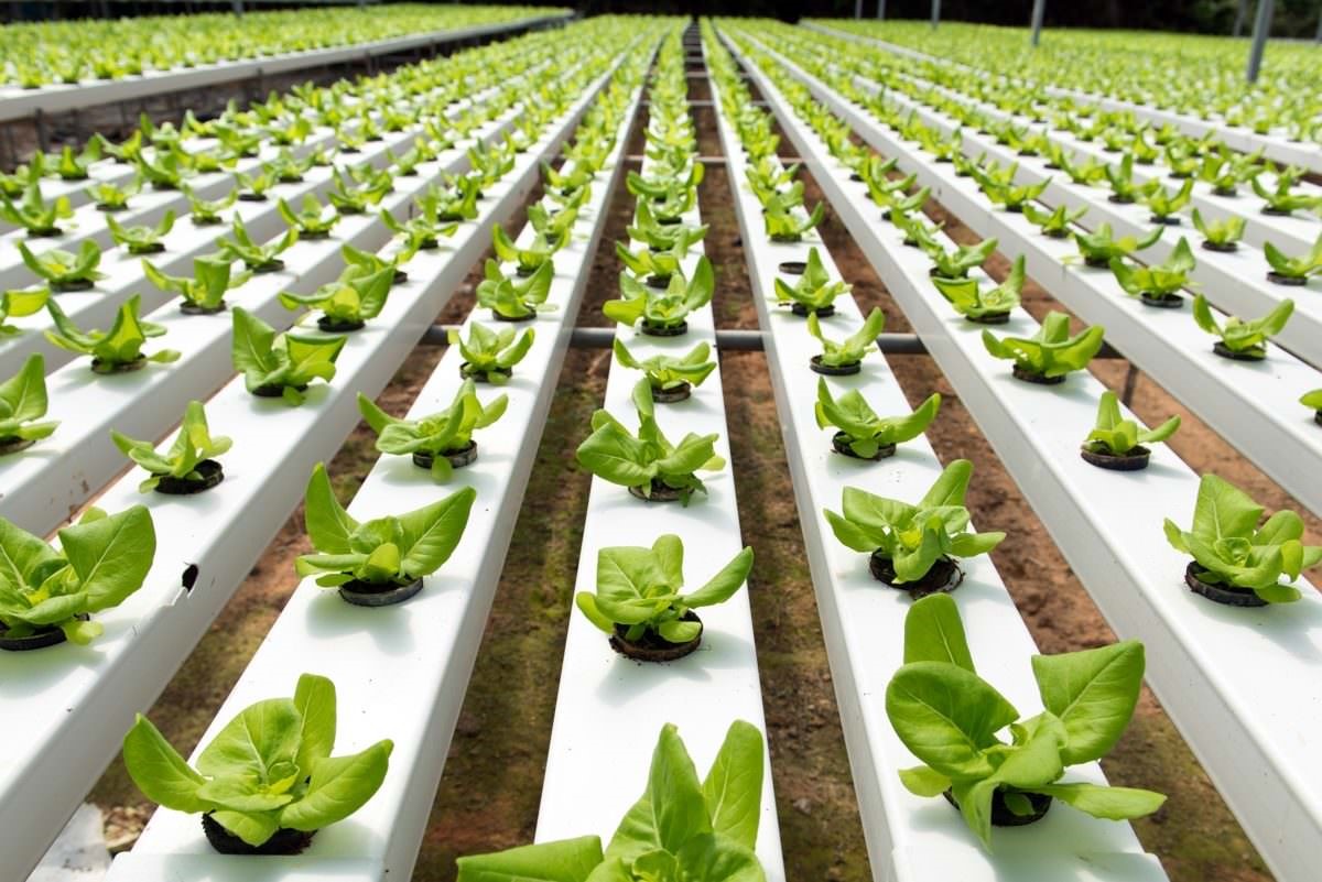 top hydroponic company in india